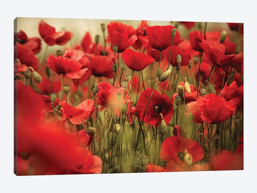 Poppy Field Deep Red by Nailia Schwarz 1-piece Canvas Art