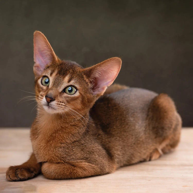 Abyssinian Kitty II