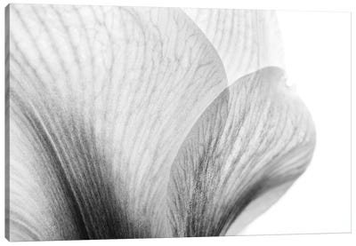 Amarilis Canvas Art Print - Abstracts in Nature