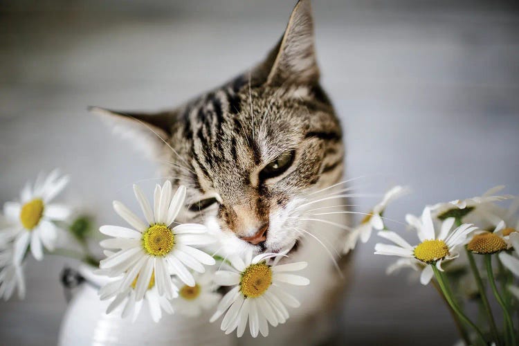 Cat And Daisy