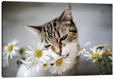 Cat And Daisy Canvas Art Print - Animal & Pet Photography