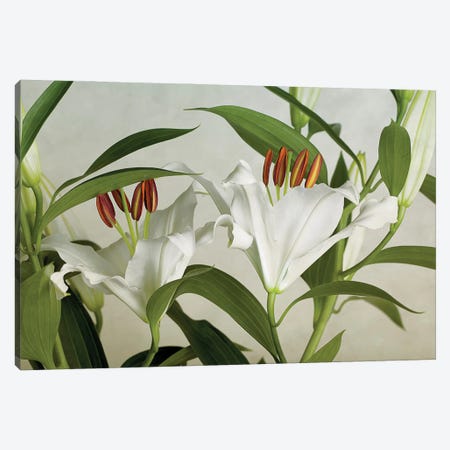 White Lilies Canvas Print #NSZ111} by Nailia Schwarz Canvas Artwork