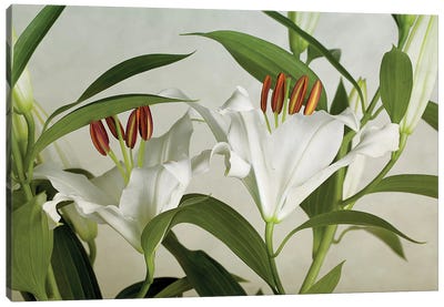 White Lilies Canvas Art Print - Nailia Schwarz