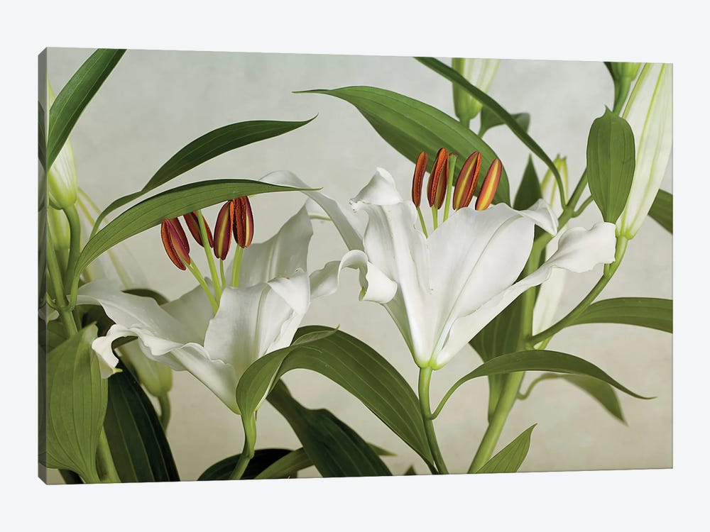 White Lilies by Nailia Schwarz 1-piece Canvas Print