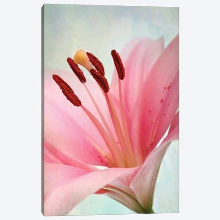 The Pink Lily Canvas Print #NSZ112} by Nailia Schwarz Canvas Wall Art