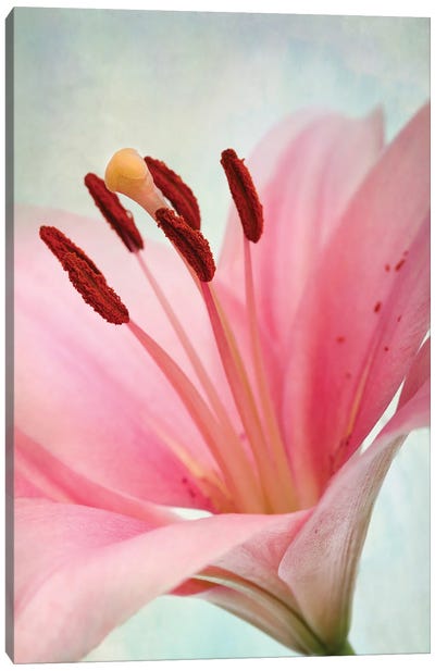 The Pink Lily Canvas Art Print - Nailia Schwarz