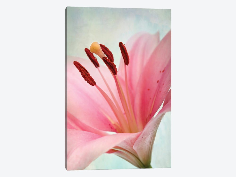 The Pink Lily by Nailia Schwarz 1-piece Canvas Artwork