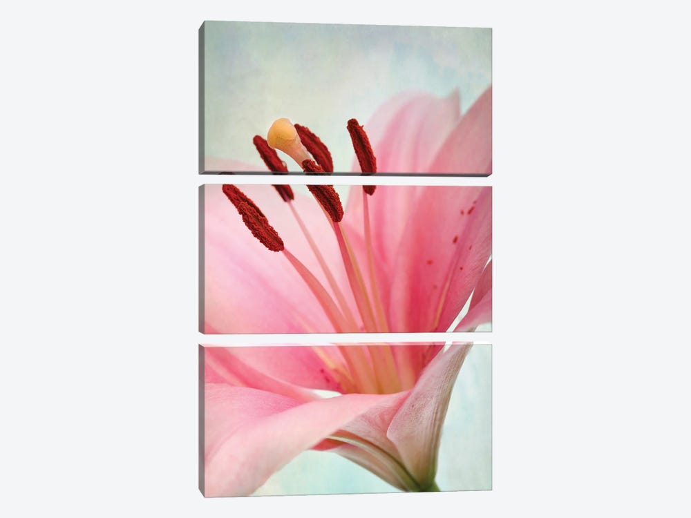 The Pink Lily by Nailia Schwarz 3-piece Canvas Artwork