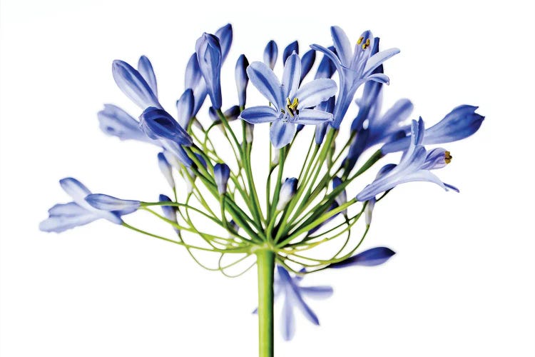 Blue Onion Flower