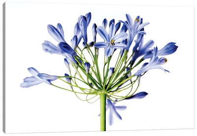 Blue Onion Flower Canvas Art Print - Nailia Schwarz