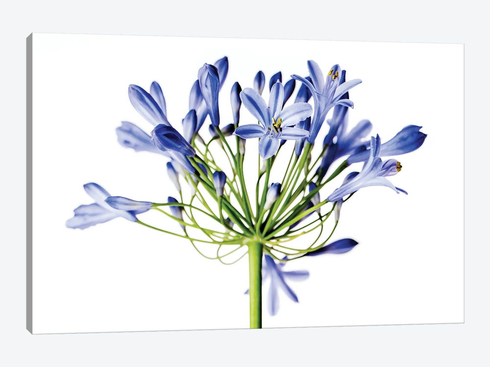 Blue Onion Flower by Nailia Schwarz 1-piece Canvas Art