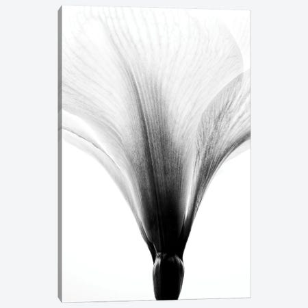 White Amaryllis Flower Canvas Print #NSZ121} by Nailia Schwarz Canvas Art Print
