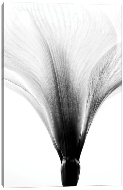 White Amaryllis Flower Canvas Art Print - Nailia Schwarz