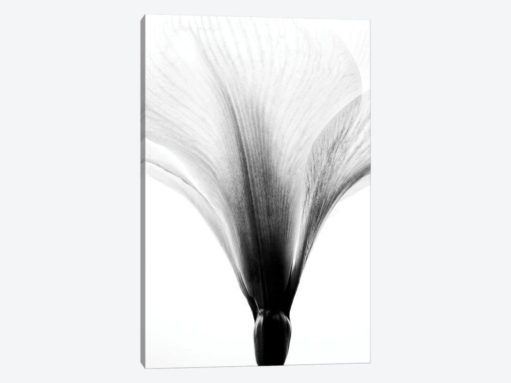 White Amaryllis Flower by Nailia Schwarz 1-piece Canvas Artwork