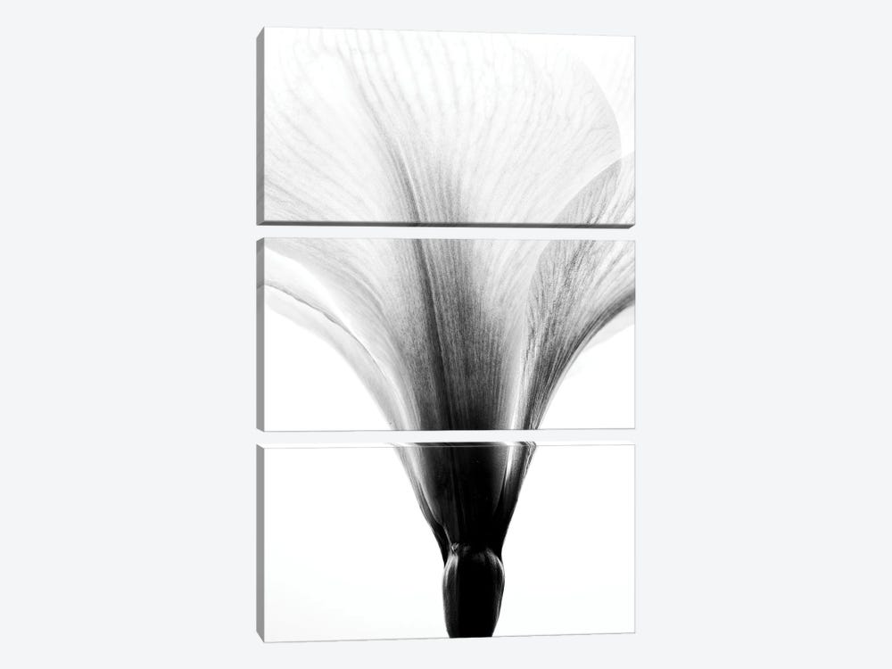 White Amaryllis Flower by Nailia Schwarz 3-piece Canvas Artwork
