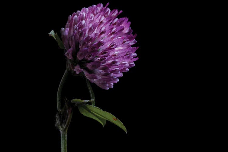 Clover Flower On Black Background