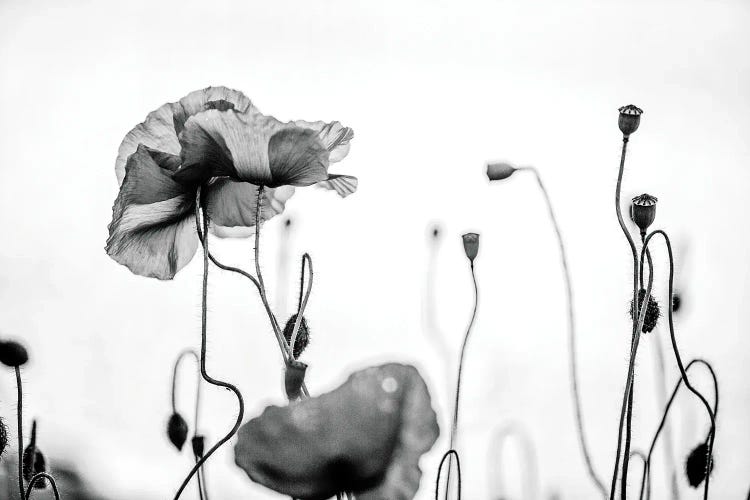 Poppy Field, Black And White