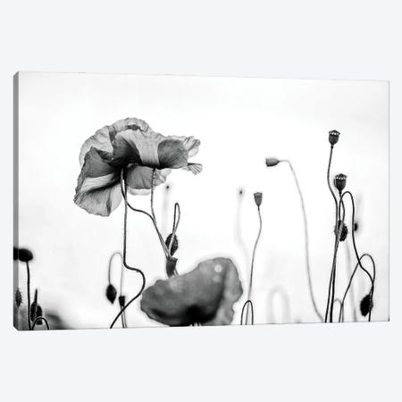 Poppy Field, Black And White Canvas Print #NSZ126} by Nailia Schwarz Canvas Artwork