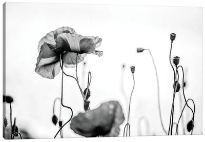 Poppy Field, Black And White Canvas Art Print - Nailia Schwarz