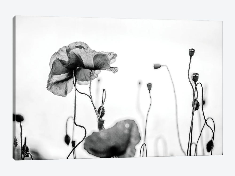 Poppy Field, Black And White by Nailia Schwarz 1-piece Canvas Print