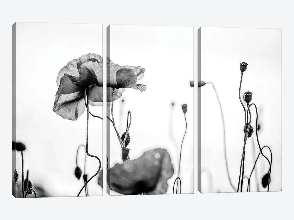Poppy Field, Black And White by Nailia Schwarz 3-piece Canvas Print