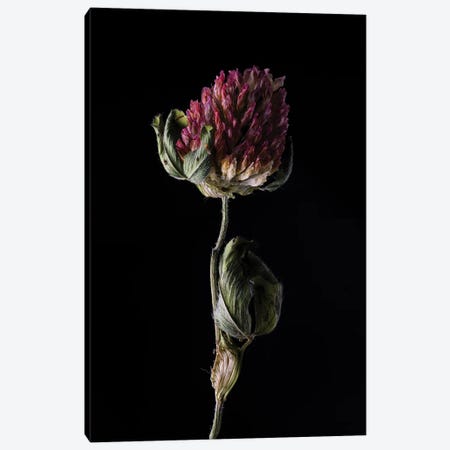 Clover Blossom Fading Canvas Print #NSZ129} by Nailia Schwarz Canvas Art Print