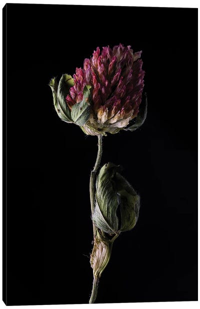 Clover Blossom Fading Canvas Art Print - Nailia Schwarz