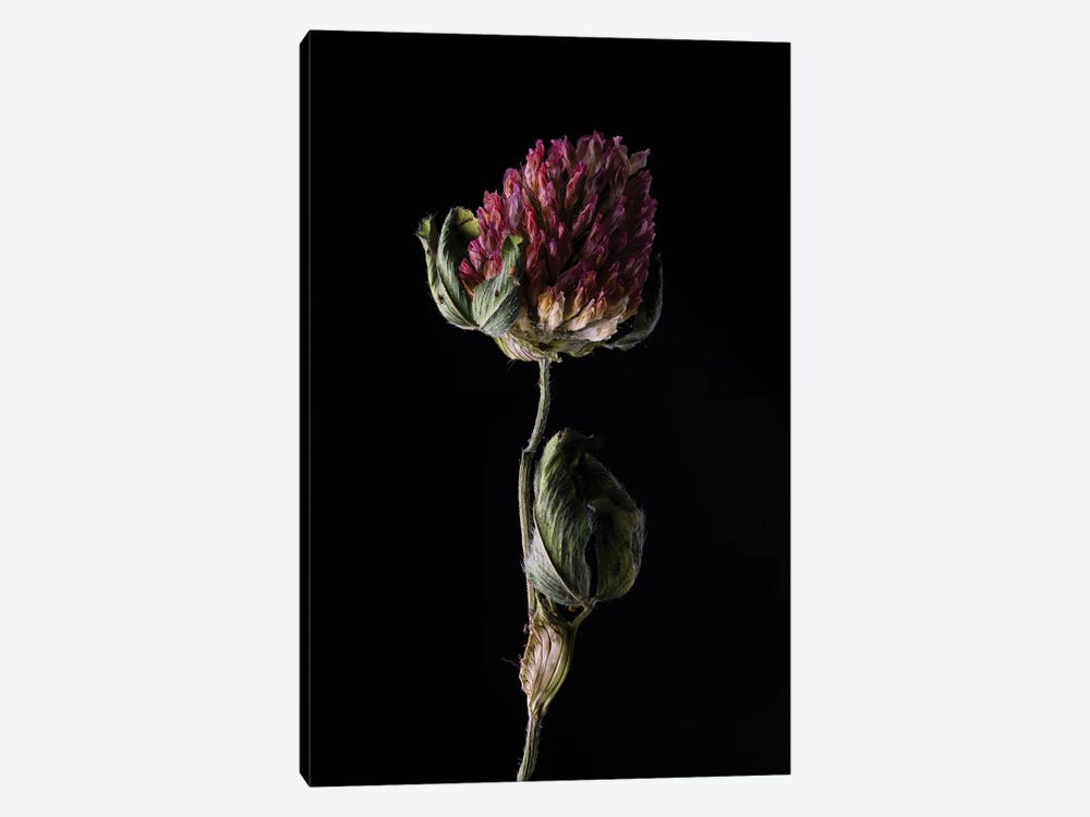 Clover Blossom Fading by Nailia Schwarz 1-piece Canvas Art