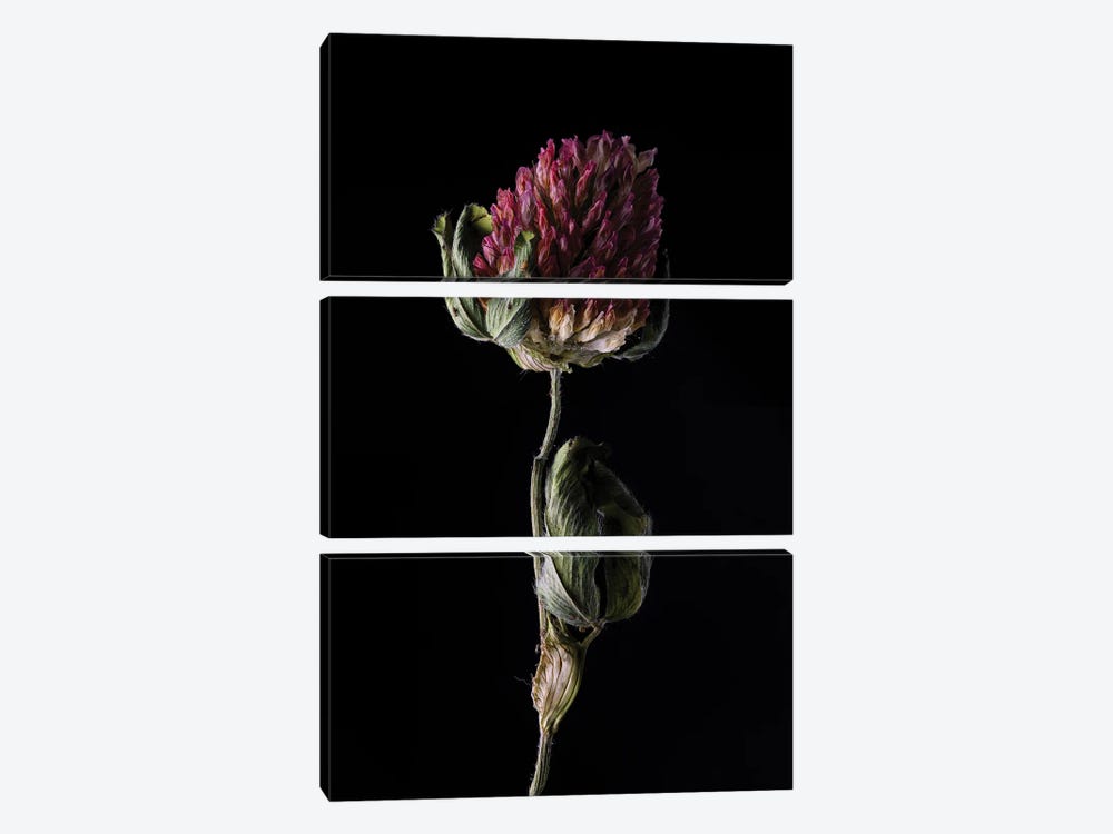 Clover Blossom Fading by Nailia Schwarz 3-piece Canvas Artwork