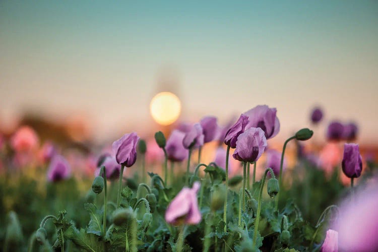 A Field Of Purple Poppies