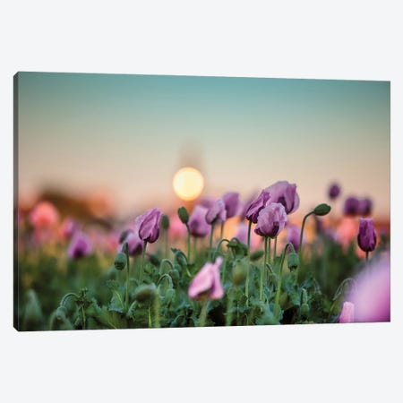 A Field Of Purple Poppies Canvas Print #NSZ131} by Nailia Schwarz Canvas Art