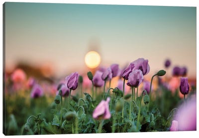 A Field Of Purple Poppies Canvas Art Print - Nailia Schwarz