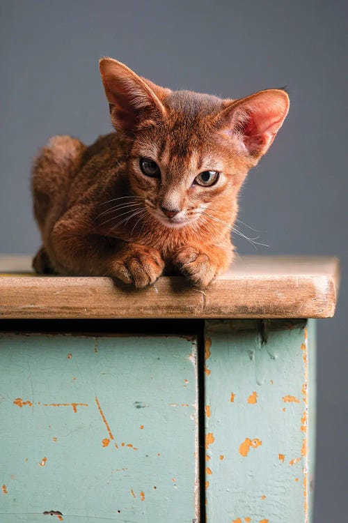 Abyssinian Female Kitten Lanvinia