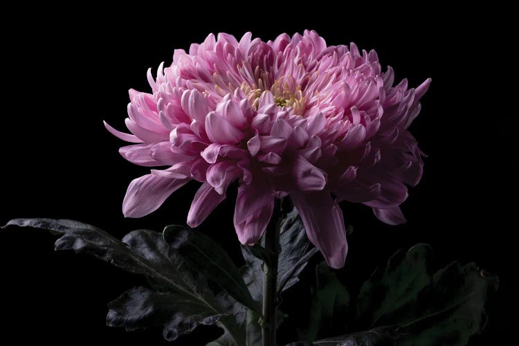 Pink Chrysanthemum Flower