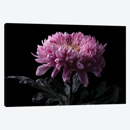 Pink Chrysanthemum Flower Canvas Print #NSZ134} by Nailia Schwarz Art Print