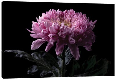 Pink Chrysanthemum Flower Canvas Art Print - Nailia Schwarz