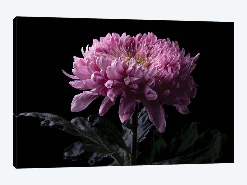 Pink Chrysanthemum Flower by Nailia Schwarz 1-piece Canvas Artwork