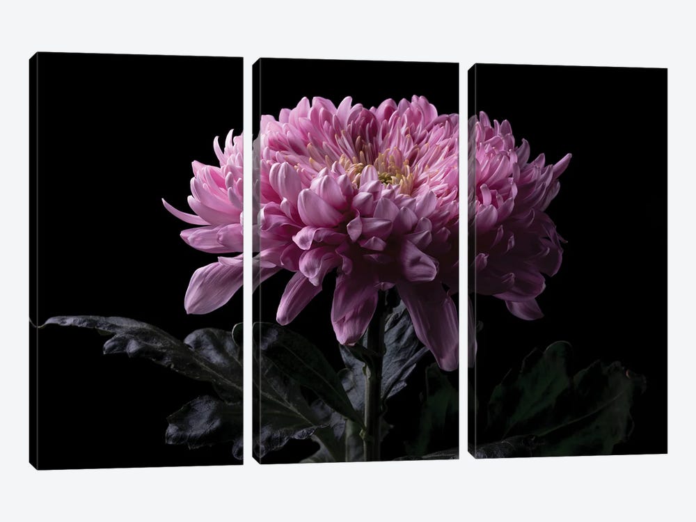 Pink Chrysanthemum Flower by Nailia Schwarz 3-piece Canvas Wall Art