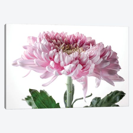 Pink Chrysanthemum Flower On White Background Canvas Print #NSZ135} by Nailia Schwarz Canvas Print