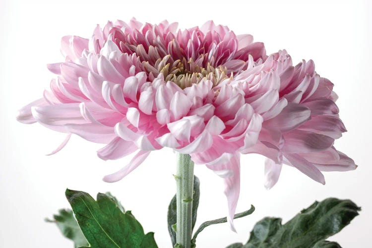 Pink Chrysanthemum Flower On White Background