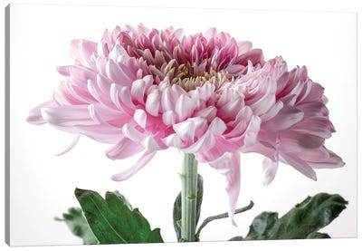 Pink Chrysanthemum Flower On White Background Canvas Art Print - Nailia Schwarz