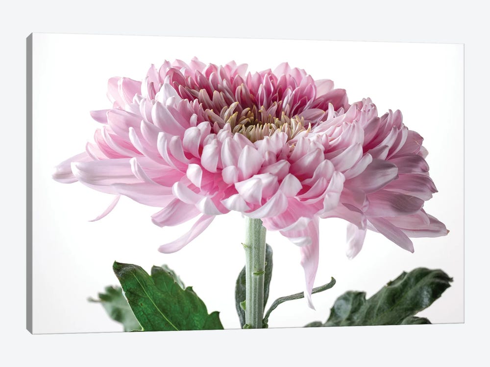 Pink Chrysanthemum Flower On White Background by Nailia Schwarz 1-piece Canvas Art Print