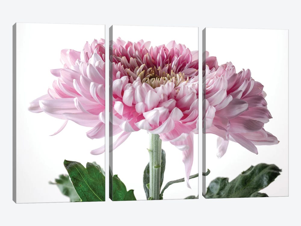 Pink Chrysanthemum Flower On White Background by Nailia Schwarz 3-piece Canvas Print