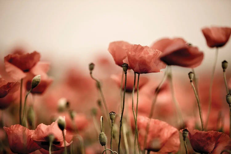 Poppy Field In The Evening