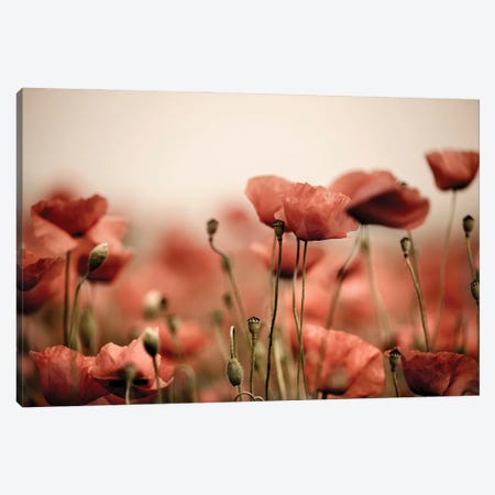 Poppy Field In The Evening Canvas Print #NSZ140} by Nailia Schwarz Canvas Print