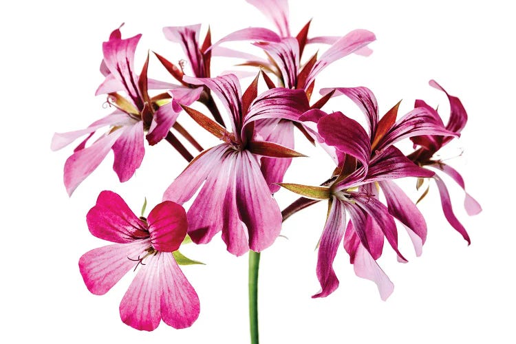 A Pink Geranium Flower