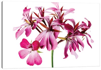 A Pink Geranium Flower Canvas Art Print - Nailia Schwarz