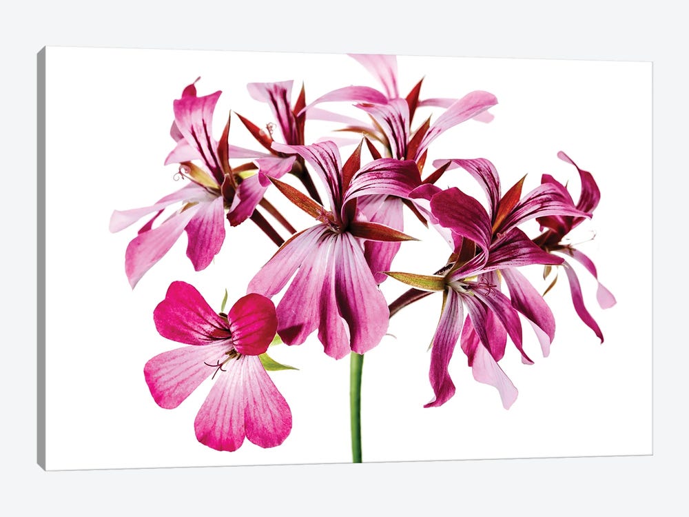 A Pink Geranium Flower by Nailia Schwarz 1-piece Art Print