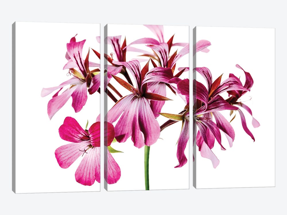 A Pink Geranium Flower by Nailia Schwarz 3-piece Art Print