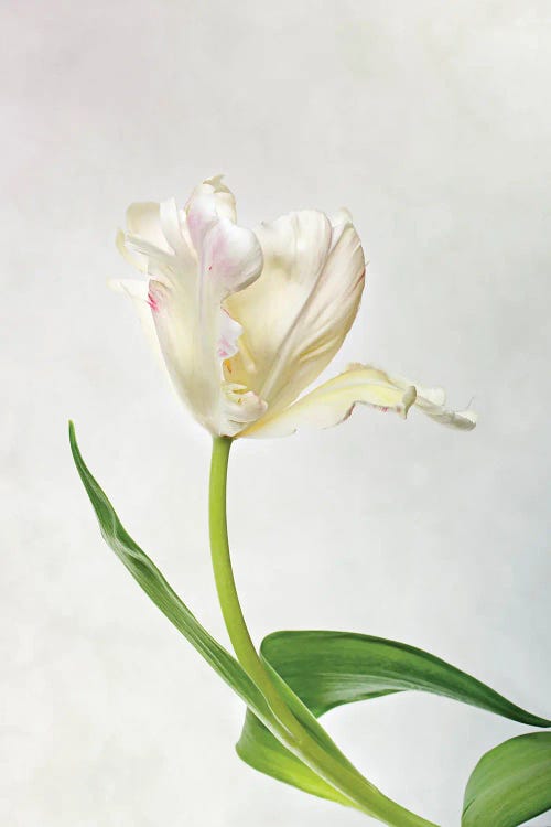 White Tulip On A Light-Coloured Background